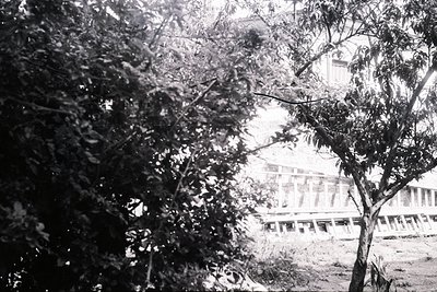 Vintage black-and-white shot of a grand, multi-story building partially obscured by tree branches. Architectural details incl...