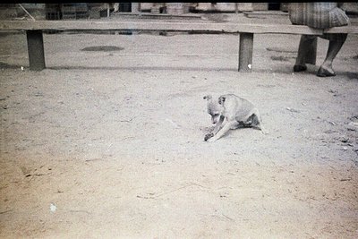 Black-and-white street scene featuring a stray dog resting on rough pavement near a concrete bench. Partial view of a person’...