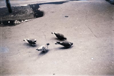 Four pigeons scattered on a concrete surface, likely urban pavement. Vintage sepia tone suggests mid-20th century (1940s–1970...