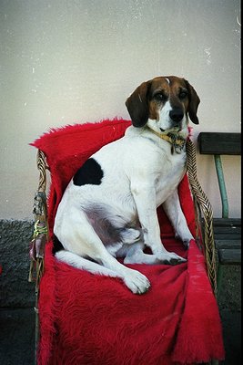 Beagle-style dog in a vintage armchair draped with red fur trim, indoors. Classic mid-20th century interior styling with wick...