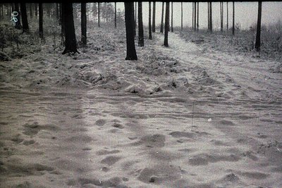 Vintage black-and-white forest path blanketed in deep snow, with animal tracks and tire marks. Tall, bare trees frame a narro...