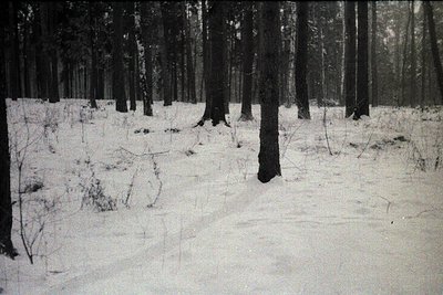 Monochrome forest scene with dense coniferous trees and snow-covered ground, evoking a serene winter atmosphere. Tall, evenly...