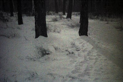 Black-and-white forest path blanketed in snow, with faint animal tracks leading through dense pine trees. Monochromatic winte...