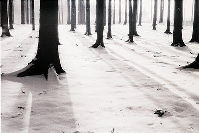 Monochrome forest path blanketed in snow, with evenly spaced trees casting long shadows. Minimalist composition highlights wi...
