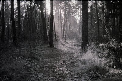 Dense forest path with tall, slender trees framing a misty, sunlit clearing ahead. Monochrome vintage aesthetic suggests earl...
