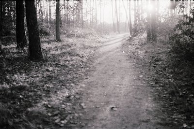 Vintage black-and-white forest path winding through dense trees, bathed in soft morning light. Sunlight filters through folia...