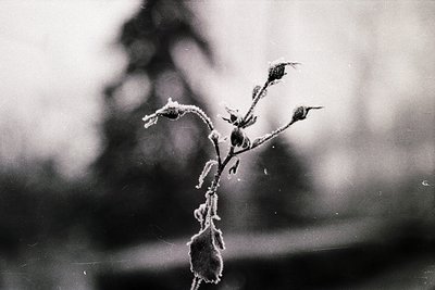 Silhouetted winter branch with frost-covered buds against blurred urban backdrop. High-contrast black-and-white composition h...