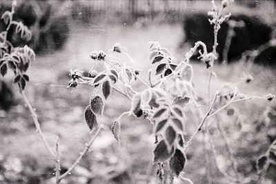 Vintage black-and-white close-up of leafless branches with remnants of dried foliage, likely autumn/winter. Soft focus and sl...