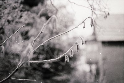 Frost-covered branches with delicate icicle-like formations against a soft, blurred winter backdrop. High-contrast black-and-...