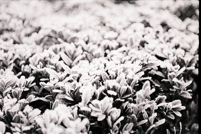 Close-up of frost-covered foliage, likely birch or willow leaves, with crystalline ice formations. High-contrast black-and-wh...