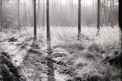 Dense forest path blanketed in fresh snow, with tall, leafless trees framing both sides. Soft, undisturbed snow covers grass ...