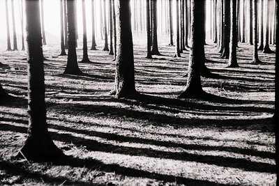 Monochrome forest path with evenly spaced trees casting long shadows, creating geometric patterns on the ground. Likely mid-2...