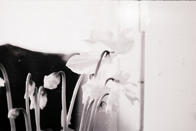 Vintage black-and-white close-up of delicate blooming lilies in a vase, captured through a slightly blurred lens. Soft petals...