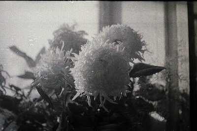 Vintage black-and-white close-up of a blooming chrysanthemum with delicate petals and textured center. Soft focus enhances fl...