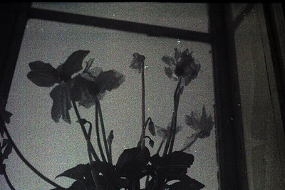 Vintage black-and-white silhouette of three blooming flowers cast on a light-colored wall. High-contrast shadow play captures...