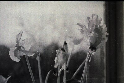 Soft-focus black-and-white close-up of delicate blooming flowers, likely orchids, with blurred petals and stems. Artistic vin...