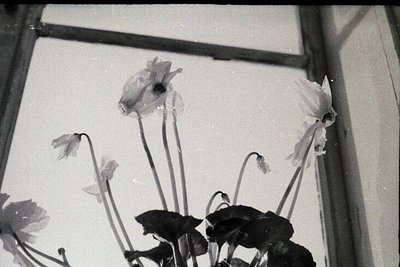 Vintage black-and-white close-up of wilting poppy flowers in a vase, framed by a window sill. Soft focus highlights delicate ...