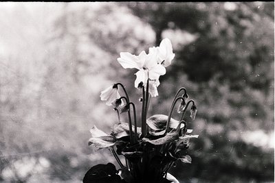 Vintage black-and-white close-up of a single white flower in bloom, likely a peony, with wilted leaves and a vintage metal va...