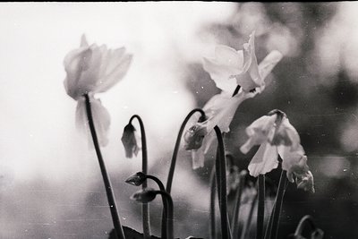 Vintage black-and-white close-up of blooming tulips in soft focus, likely captured with a medium-format camera. Petals appear...