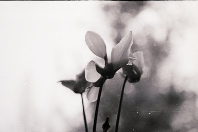 Vintage black-and-white close-up of delicate blooming flowers, likely tulips, with soft bokeh and film grain. Natural light e...