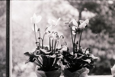Vintage black-and-white bouquet of white tulips in a simple vase, framed by a window with blurred greenery outside. Classic f...
