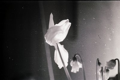 Vintage black-and-white close-up of a single blooming rosebud on a stem, captured through a textured glass surface. Light ray...