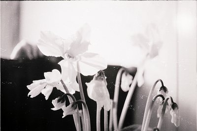 Vintage black-and-white close-up of delicate orchid blooms in a vase, soft focus highlights petal textures. Likely mid-20th c...