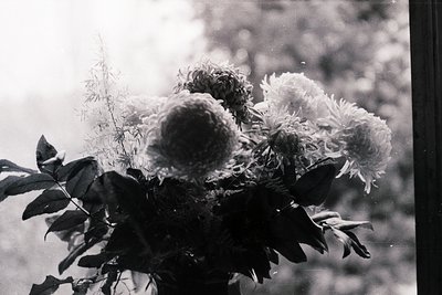 Vintage black-and-white bouquet of large, full-bloomed chrysanthemums with lush green foliage. Soft focus and grainy texture ...