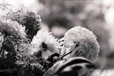 Close-up of wilting white roses in monochrome, showcasing delicate petals and stems. Soft focus enhances texture and depth, e...