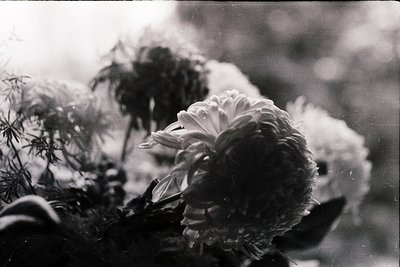 Vintage black-and-white close-up of blooming roses in soft focus, showcasing delicate petals and textured foliage. Likely mid...