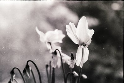 Vintage black-and-white close-up of delicate white irises in bloom, captured with soft focus and slight grain. The petals’ in...