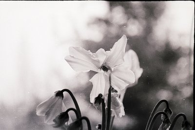 Close-up of a single white daffodil in bloom, captured in monochrome. Petals slightly wilted, stem visible with green foliage...