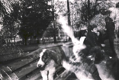 Vintage black-and-white street scene featuring two dogs in motion, likely mid-1900s. One dog appears larger, possibly a Germa...