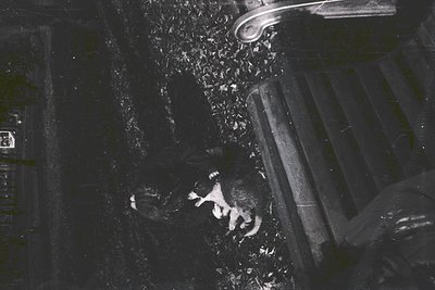 Aerial view of a lone dog resting on pavement beside a concrete bench. Urban setting with scattered debris and a visible stre...