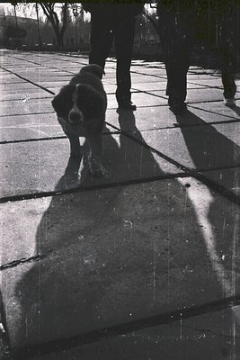 Black-and-white street scene: A large, shaggy dog on a leash explores a paved plaza with geometric shadows. Distant figures w...