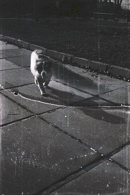 A pig walks across a cracked, sunlit concrete surface, likely a courtyard or industrial floor. The texture and shadows sugges...