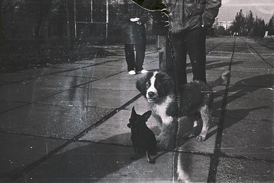 Black-and-white street scene featuring a Border Collie on a leash, sitting on wet pavement. Reflections in glass reveal a sec...