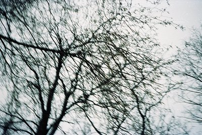 Soft, high-contrast shot of bare tree branches against a cloudy sky, evoking winter or early spring. Abstract composition hig...