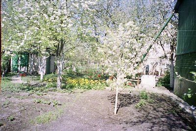Vintage garden courtyard with blooming cherry blossoms framing a dirt pathway. Concrete steps and a wooden bench in backgroun...