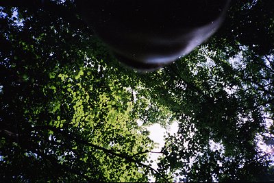 Aerial view of dense forest canopy with dappled sunlight filtering through. The understory reveals patches of moss-covered gr...