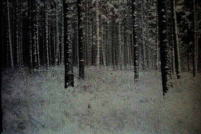 Dense evergreen forest covered in deep snow; a stark, grainy monochrome image. Tall, slender trees dominate the frame, recedi...