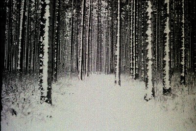 A black and white image showing a snow-covered forest path. Tall, closely spaced trees frame a narrow trail disappearing into...