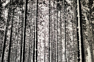 Dramatic, high-angle view within a dense pine forest. Tall, straight trunks dominate the frame, appearing as dark vertical li...