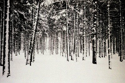Monochromatic image depicting a densely packed forest in winter. Tall, slender trees coated in snow dominate the scene, reced...