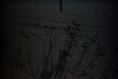 Sparse vegetation silhouetted against a dark, subtly textured background. The scene evokes a sense of isolation and sparsenes...