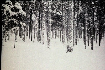 A stark, monochrome landscape featuring a dense forest blanketed by deep snow. Tall, slender trees dominate the view, their t...