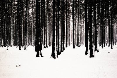 A black and white image showcases a snow-covered pine forest. Tall, slender trees with visible texture dominate the scene, re...