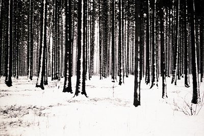Monochrome photograph captures a dense, snow-covered coniferous forest. Tall, slender trees dominate the view, their dark sil...