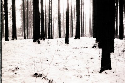 Monochrome image depicts a dense forest scene with snow-covered ground and tall, slender trees. The light is diffused, creati...
