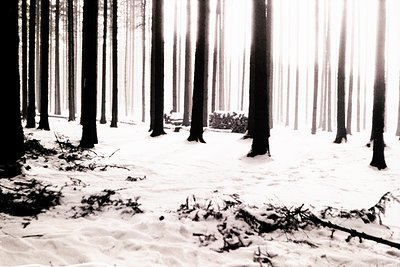 Monochromatic photograph depicts a snow-covered forest, likely coniferous due to the tall, straight trees. Heavy fog or snowf...